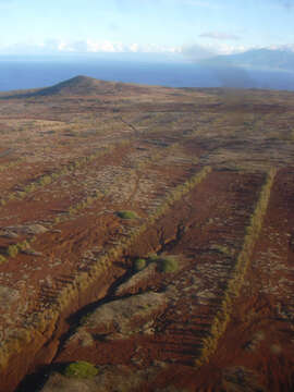 Image of Athel tamarisk