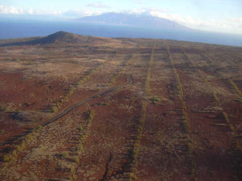 Image of Athel tamarisk