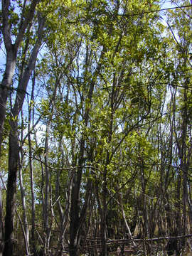 Image of Black wattle