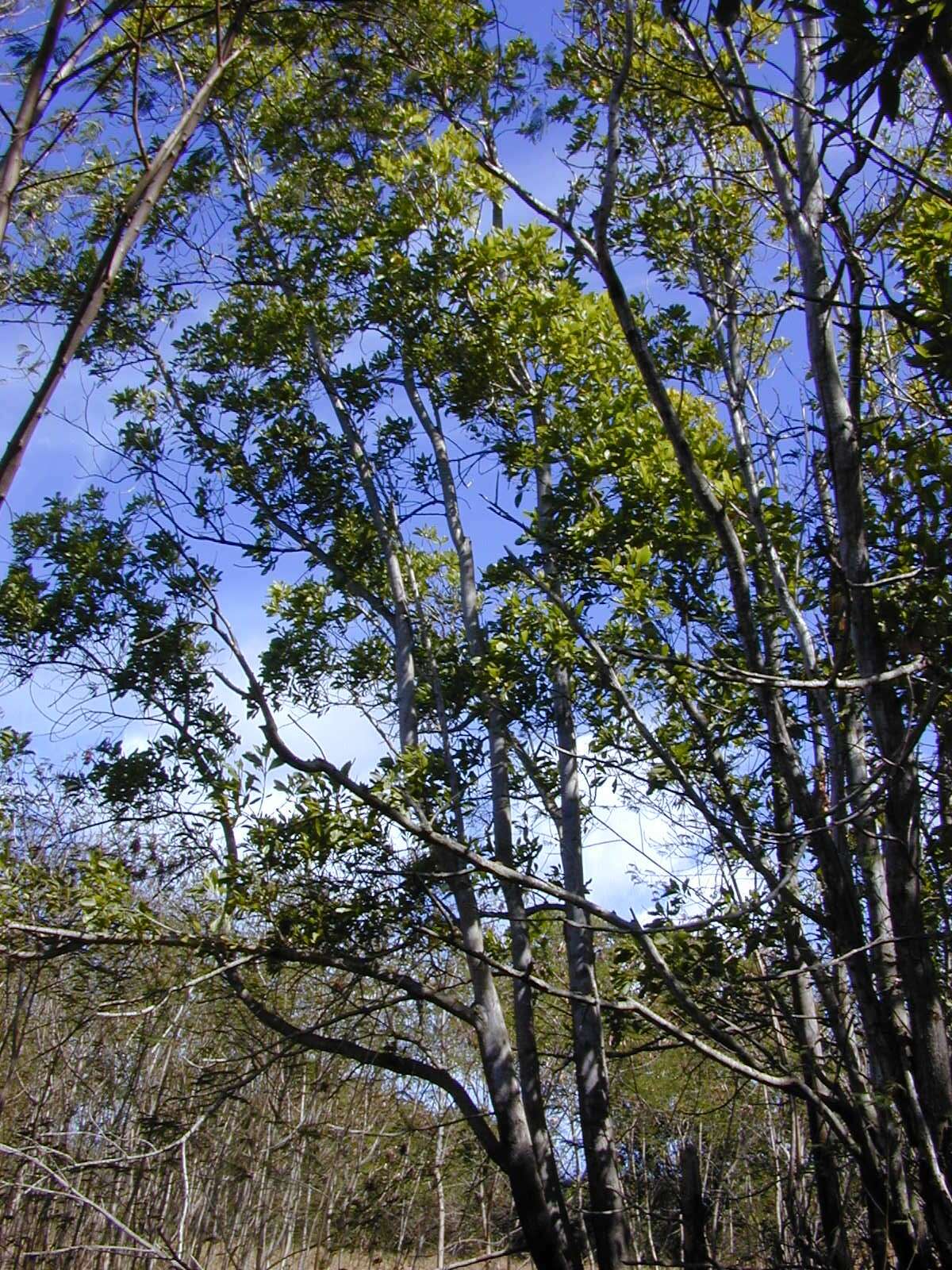 Image of Black wattle