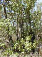 Image of Black wattle