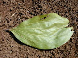 Image of Black wattle