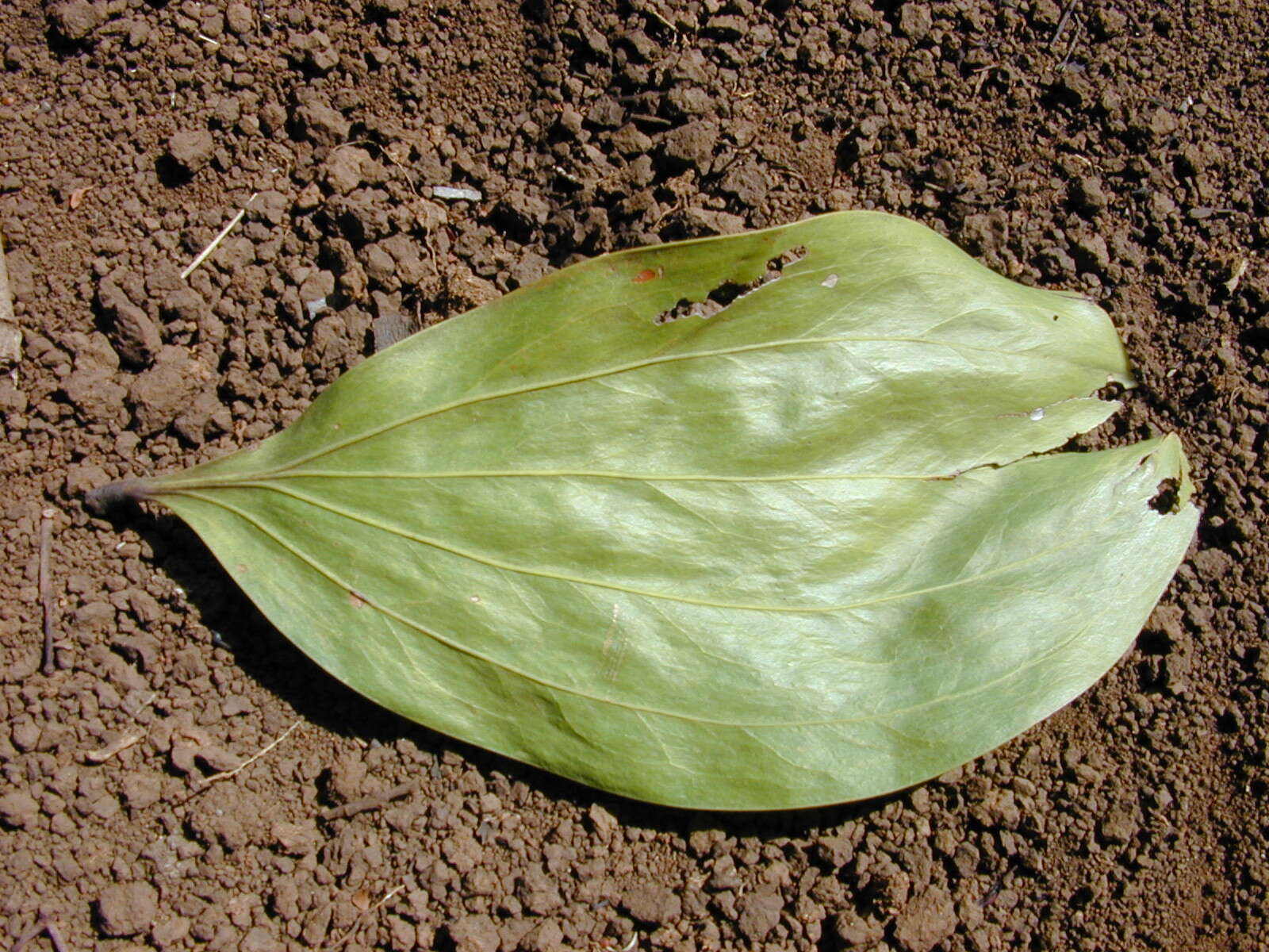 Image of Black wattle