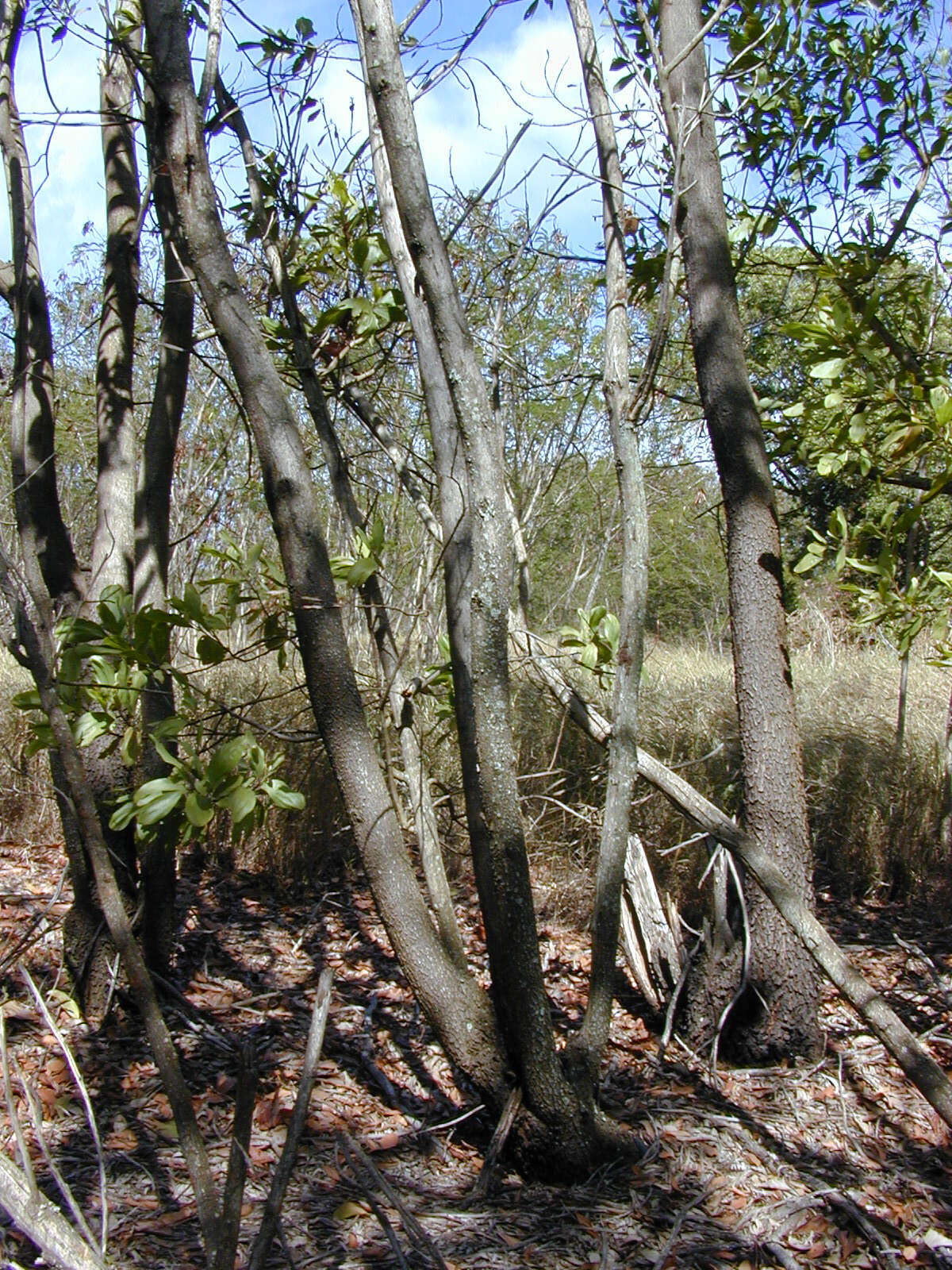 Image of Black wattle