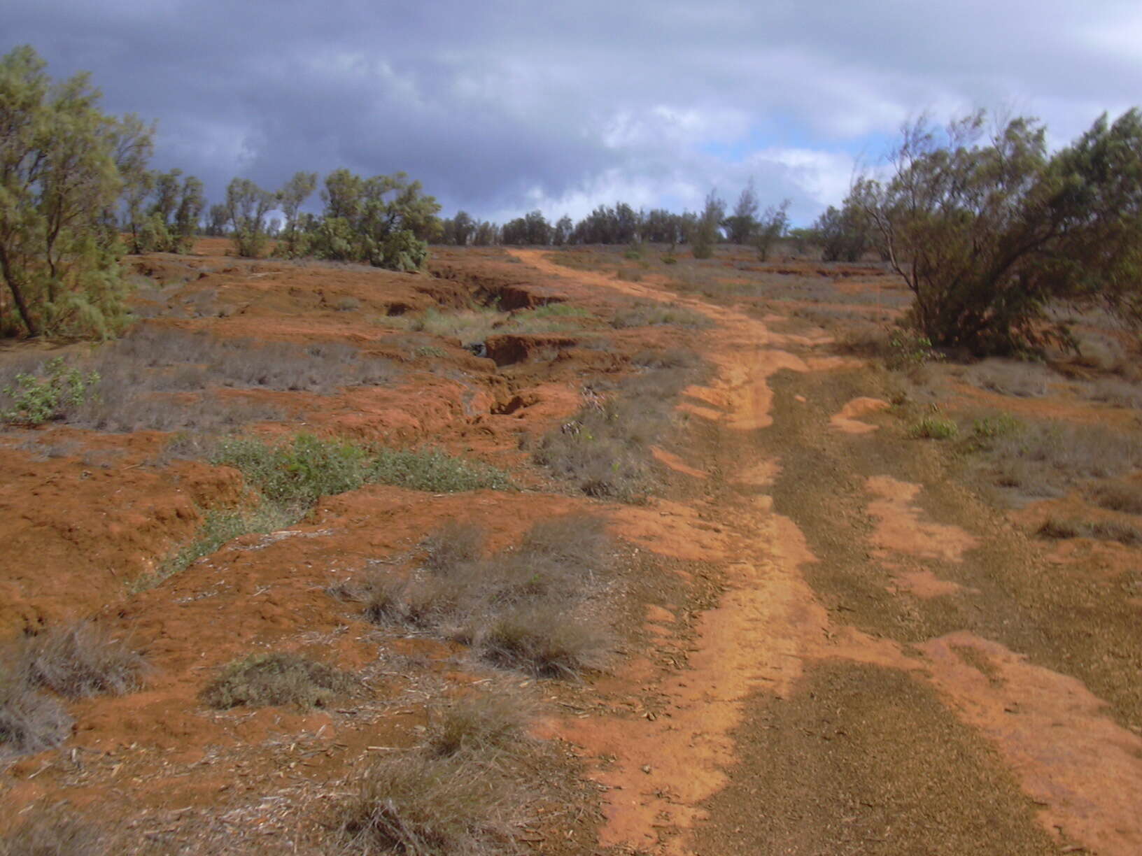 Image of Athel tamarisk