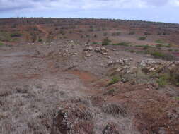 Image of Athel tamarisk