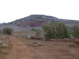 Image of Athel tamarisk