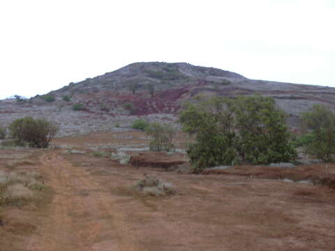 Image of Athel tamarisk