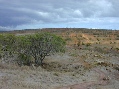 Image of Athel tamarisk