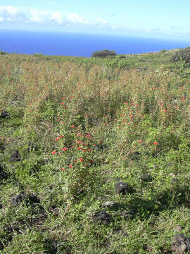 Image of Peruvian zinnia