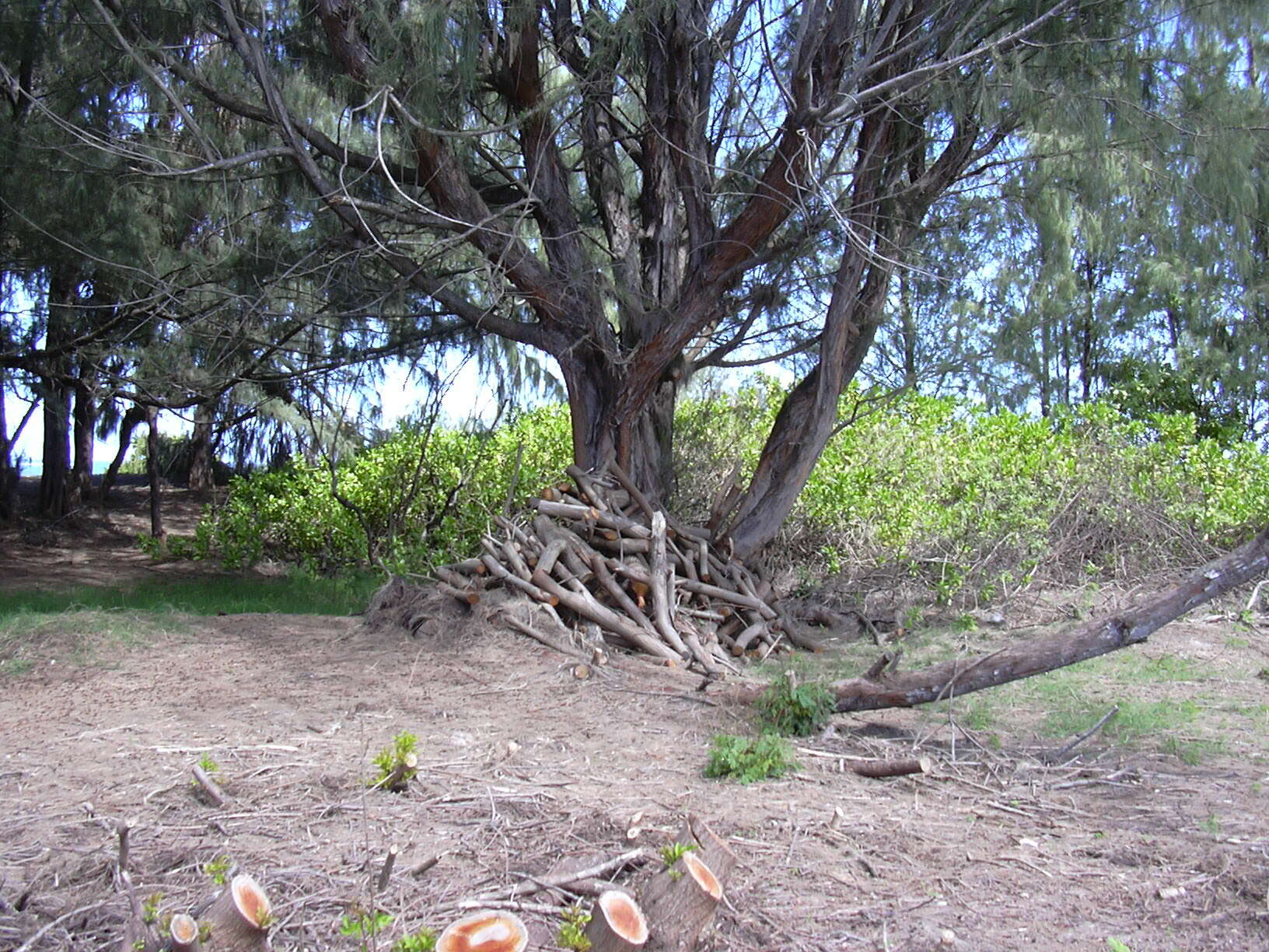 Image of Brazilian Peppertree