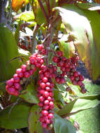 Imagem de Cordyline fruticosa (L.) A. Chev.