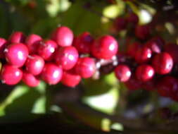 Imagem de Cordyline fruticosa (L.) A. Chev.