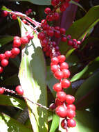 Imagem de Cordyline fruticosa (L.) A. Chev.