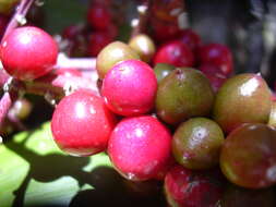 Imagem de Cordyline fruticosa (L.) A. Chev.