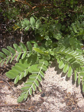 Image of Oahu riverhemp