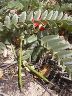 Image of Oahu riverhemp