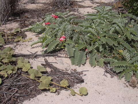 Image of Oahu riverhemp