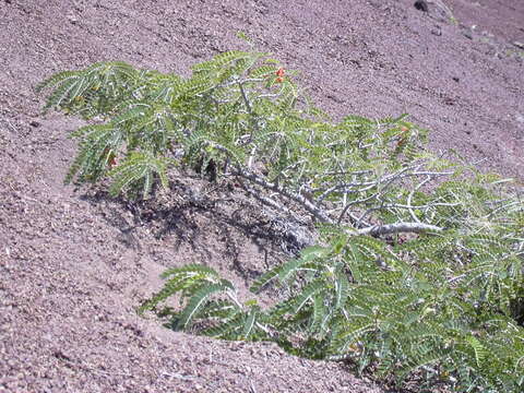 Image de Sesbania tomentosa Hook. & Arn.