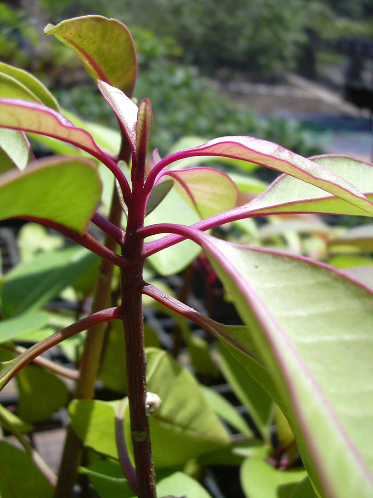 Image of broadleaf papala