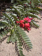 Image of Oahu riverhemp