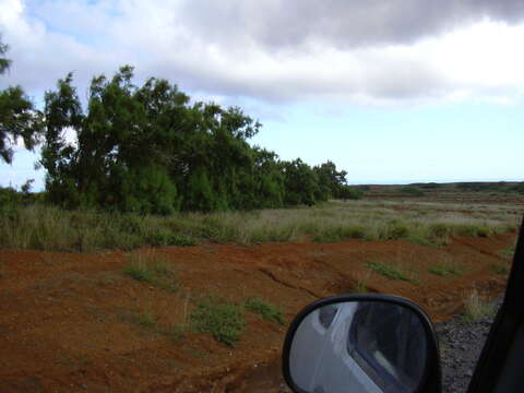 Image of Athel tamarisk