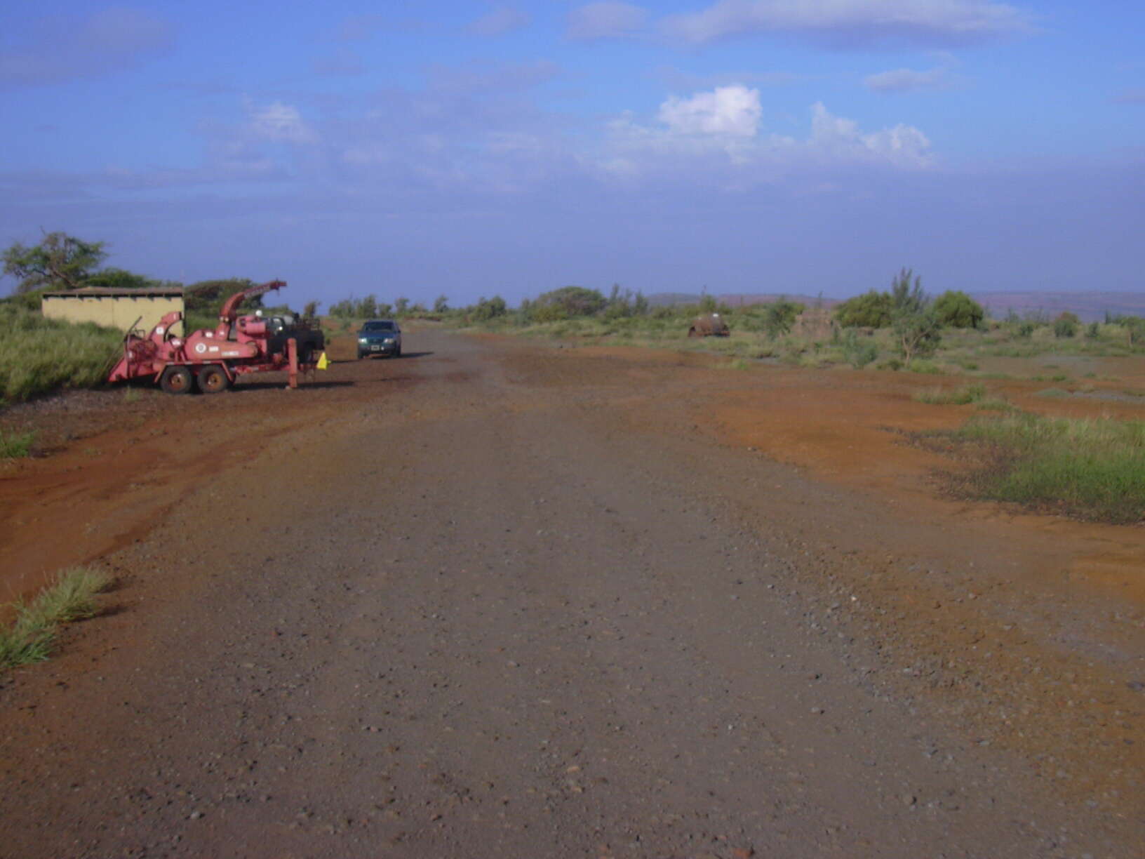 Image of Athel tamarisk