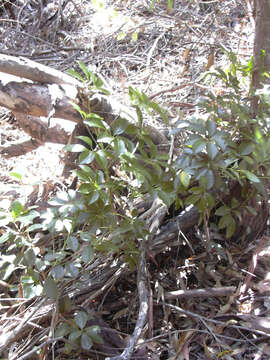 Image of Dwarf Umbrella Tree