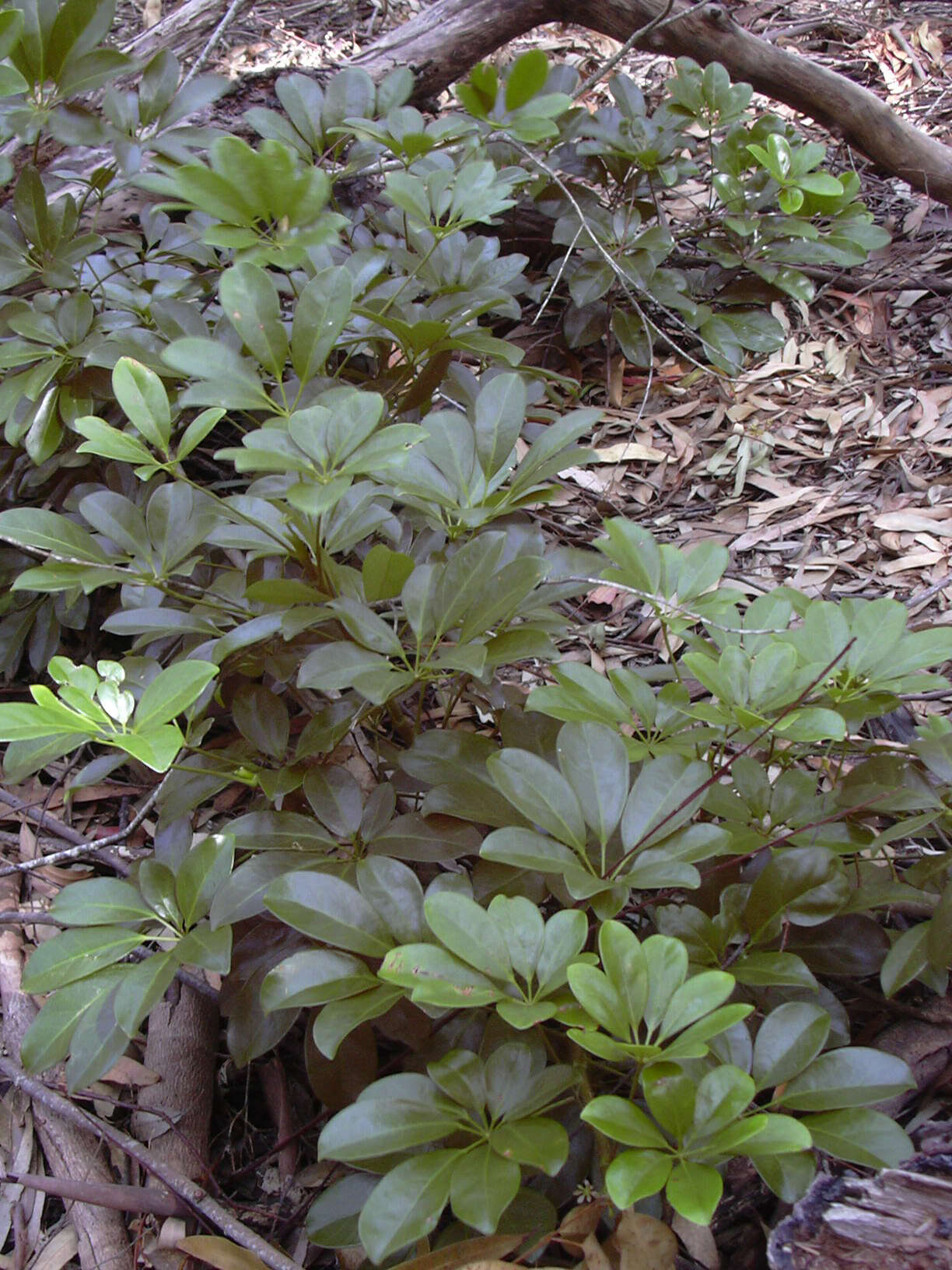 Image of Dwarf Umbrella Tree