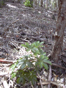 Image of Dwarf Umbrella Tree