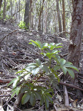 Image of Dwarf Umbrella Tree