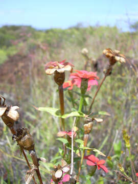 Image of Peruvian zinnia