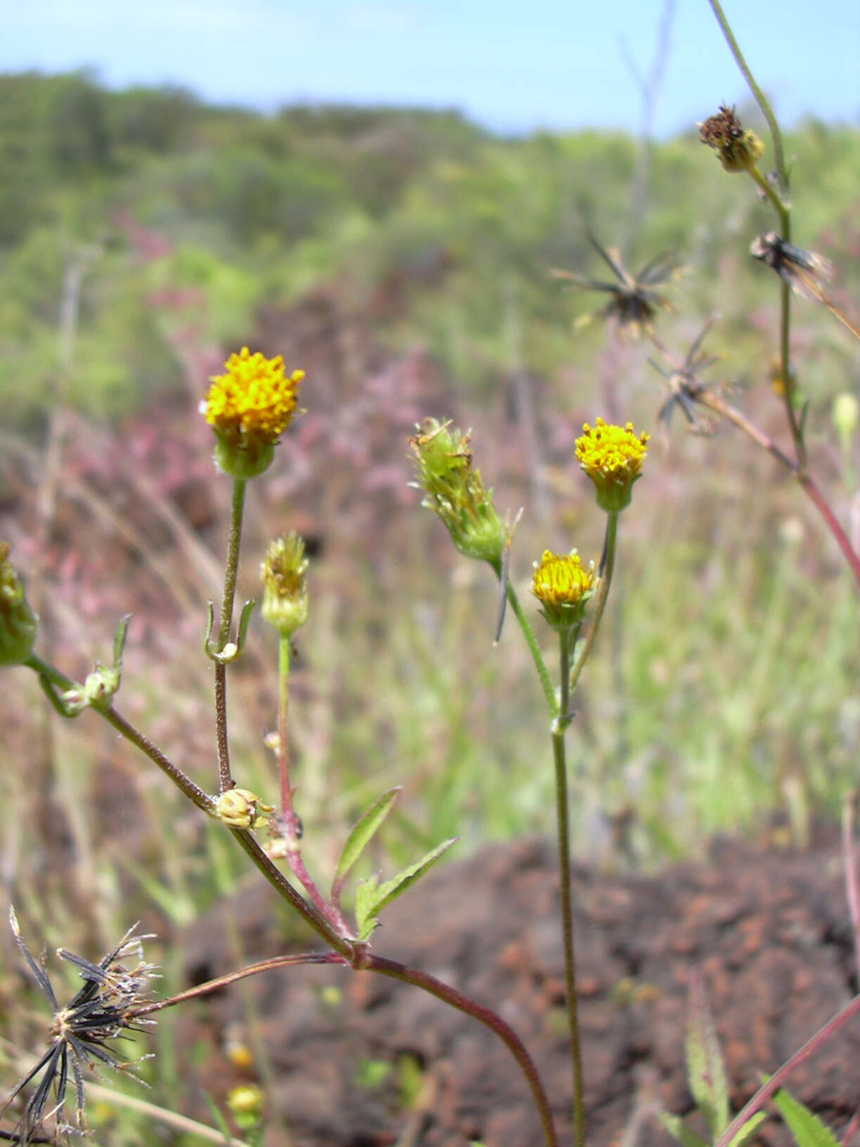 Image of hairy beggarticks