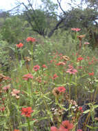 Image of Peruvian zinnia