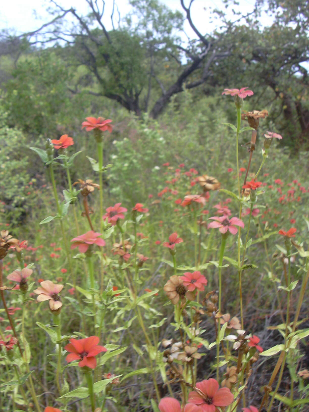 Image of Peruvian zinnia