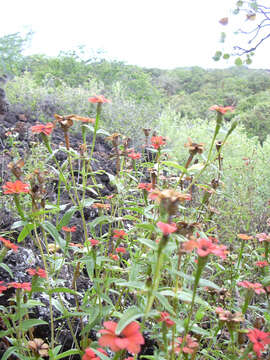 Image of Peruvian zinnia