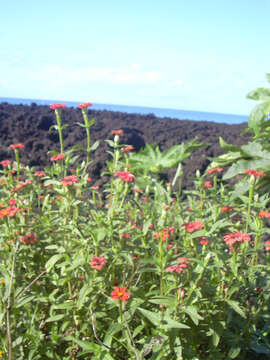 Image of Peruvian zinnia