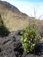 Image of sticky snakeroot