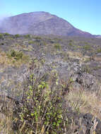 صورة Ageratina adenophora (Spreng.) R. King & H. Rob.