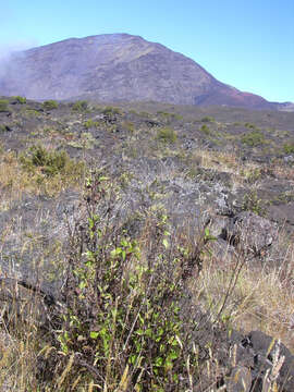 Image of sticky snakeroot