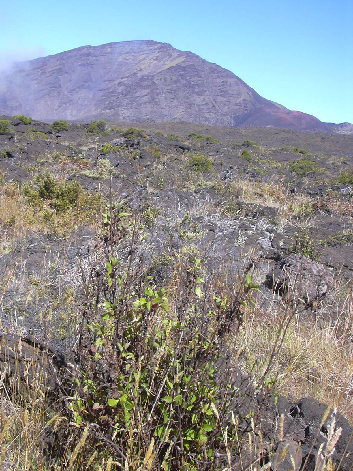 صورة Ageratina adenophora (Spreng.) R. King & H. Rob.