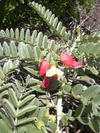 Image of Oahu riverhemp