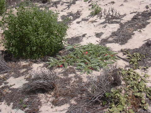 Image of Oahu riverhemp