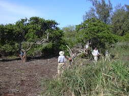 Image of Brazilian Peppertree