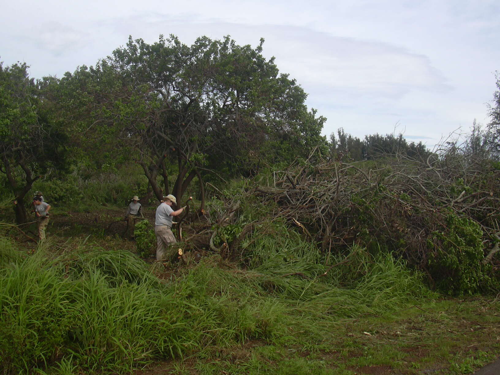 Plancia ëd Schinus terebinthifolia Raddi