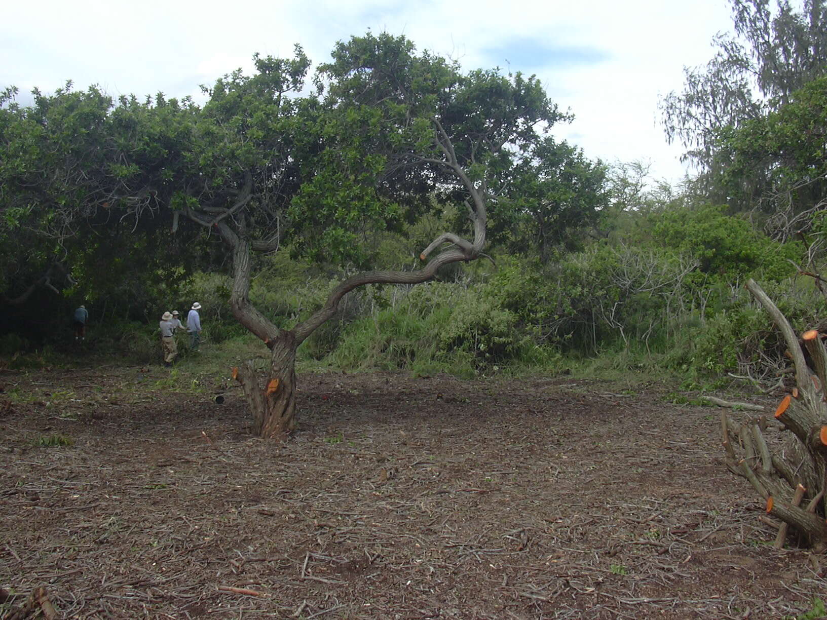 Image of Brazilian Peppertree