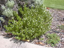 Image of spoonleaf yellow loosestrife