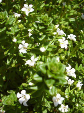 Image of spoonleaf yellow loosestrife