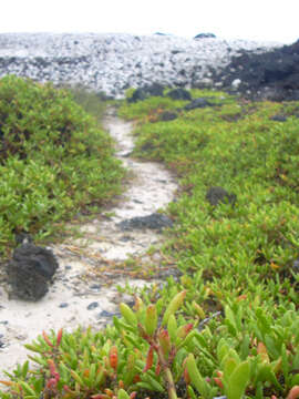 Image of shoreline seapurslane