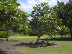 Image of Breadfruit Tree